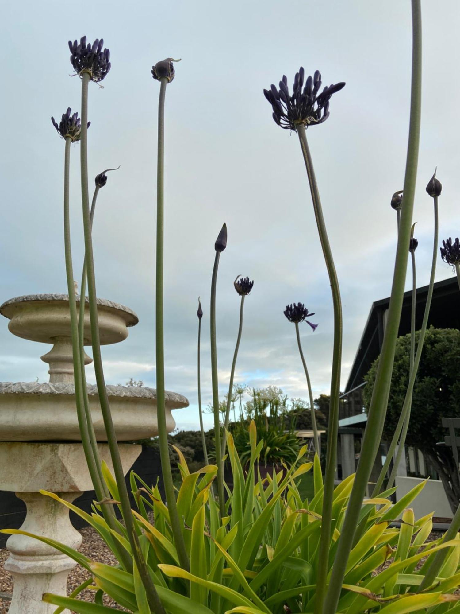 La Bodega Waiheke Island Hotel Surfdale Buitenkant foto